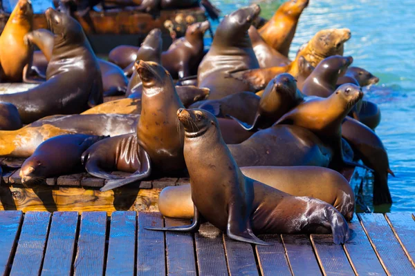 San Francisco Pier 39 lighthouse and seals California — Stock Photo, Image