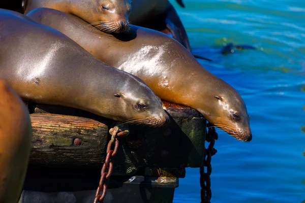 San Francisco Pier 39 lighthouse and seals California — Stock Photo, Image