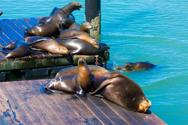 San Francisco Pier 39 lighthouse and seals California — Stock Photo, Image