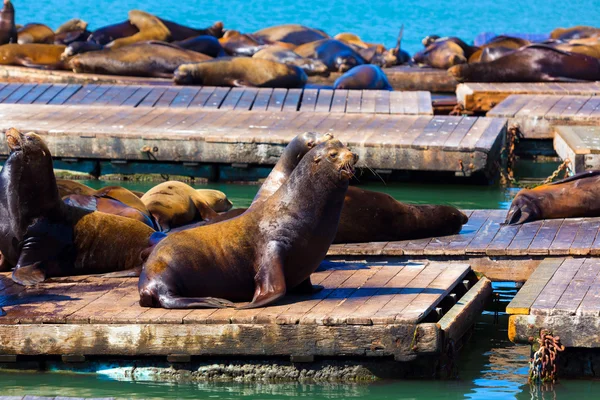 San Francisco Pier 39 lighthouse and seals California — Stock Photo, Image