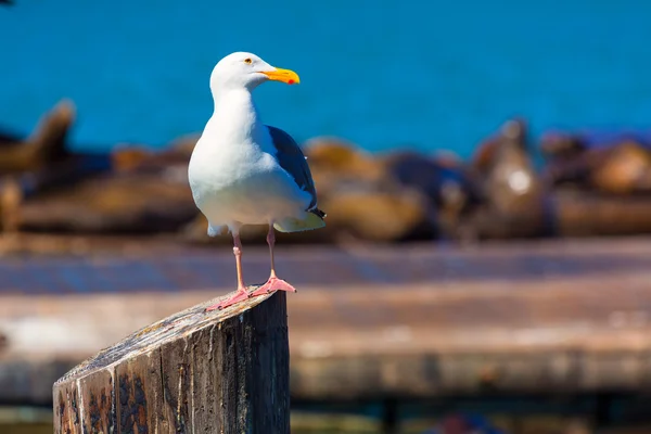 San Francisco Pier 39 gaivota e selos na Califórnia — Fotografia de Stock