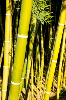Bamboo cane field with selective focus clipart
