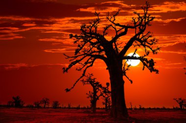 Afrika Baobap ağaçları renkli gün batımı