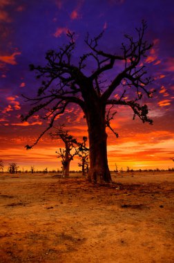 Afrika Baobap ağaçları renkli gün batımı