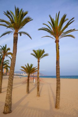 Benidorm palmiye ağaçları beach Akdeniz Alicante