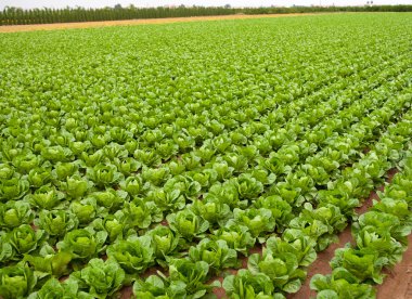 üst üste valencia İspanya lahana alan çizgileri