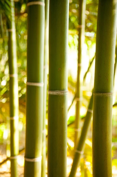Bambu sockerrör fältet med selektiv inriktning — Stockfoto