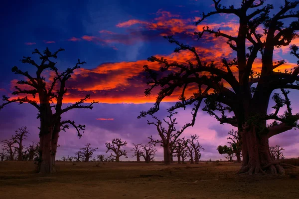 Afrika západ slunce v baobaby barevné — Stock fotografie