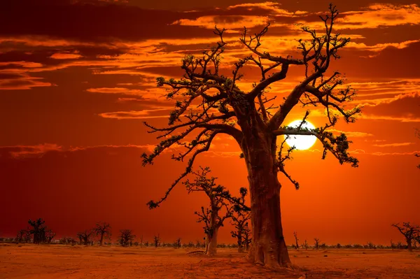 Afrika Sonnenuntergang in Baobab-Bäumen bunt — Stockfoto