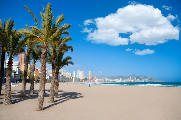 Benidorm Alicante palmeiras de praia e Mediterrâneo — Fotografia de Stock