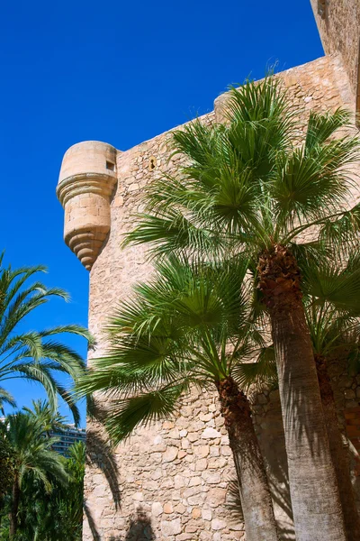 Elche Elx Alicante el Palmeral Palm trees Park and Altamira Pala — Stock Photo, Image