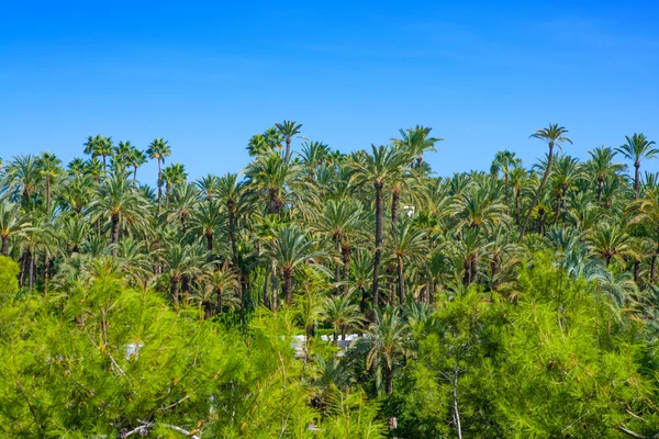 Elche Elx Alicante el Palmeral with many palm trees — Stock Photo, Image