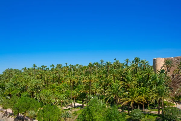 Elche Elx Alicante el Palmeral with many palm trees — Stock Photo, Image