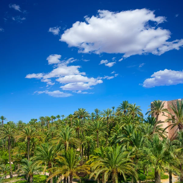 Elche Elx Alicante el Palmeral avec de nombreux palmiers — Photo