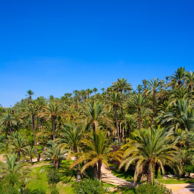 Elche elx alicante el birçok palmiye ağaçları ile palmeral