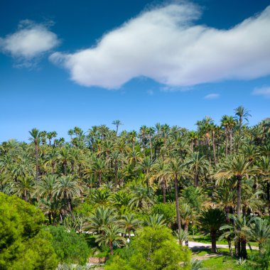Elche elx alicante el birçok palmiye ağaçları ile palmeral