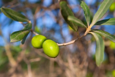 bir dalda iki zeytin zeytin ağacı