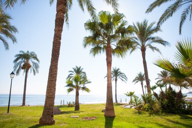 Oropesa de mar castellon palmiye ağaç bahçe Akdeniz