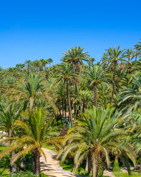 Elche elx alicante el palmeral met veel palmbomen — Stockfoto