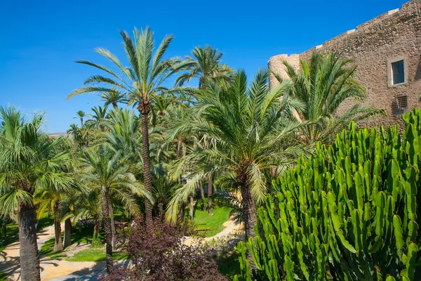 Elche elx alicante el palmeral palm träd park och altamira pala — Stockfoto