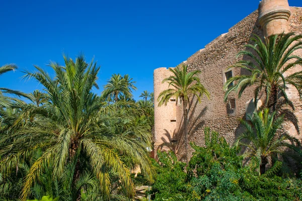 Elche elx alicante el palmeral palm bomen park en altamira pala — Stockfoto