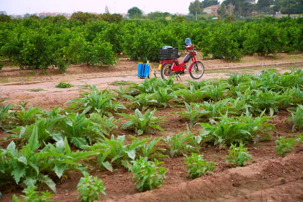 Godella valencia mező kisbirtok hagyományos mezőgazdaság — Stock Fotó