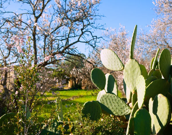 Javea Denia Akdeniz baharda çiçek bademli — Stok fotoğraf