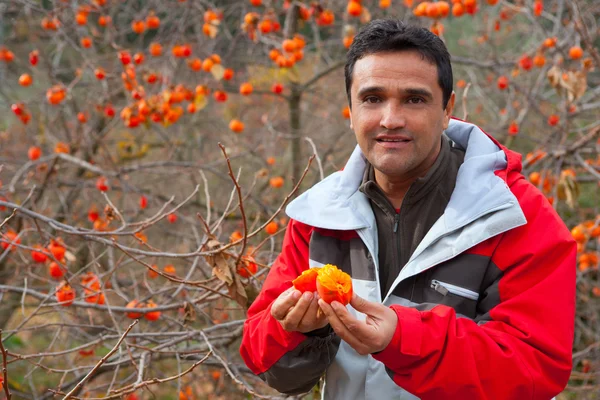 Agricultor latino en otoño con frutos de caqui — Foto de Stock