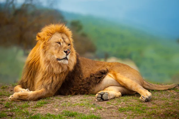 León macho descansando acostado en la montaña — Foto de Stock