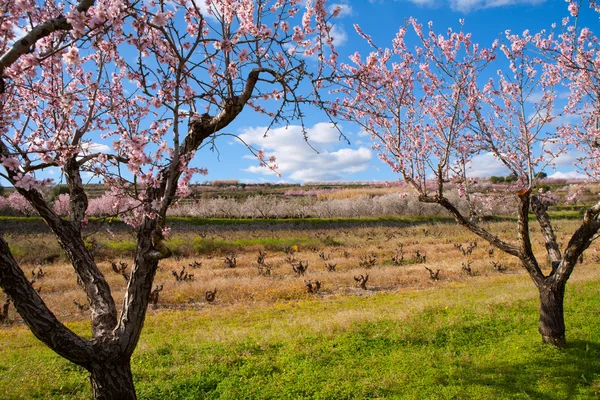 Denia javea im Frühling mit Mandelbaumblüten alicante — Stockfoto