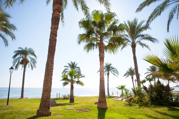 Oropesa de Mar dans le jardin de palmiers Castellon en Méditerranée — Photo