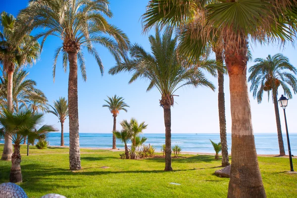Oropesa de Mar in Castellon palm tree garden in medanean — стоковое фото