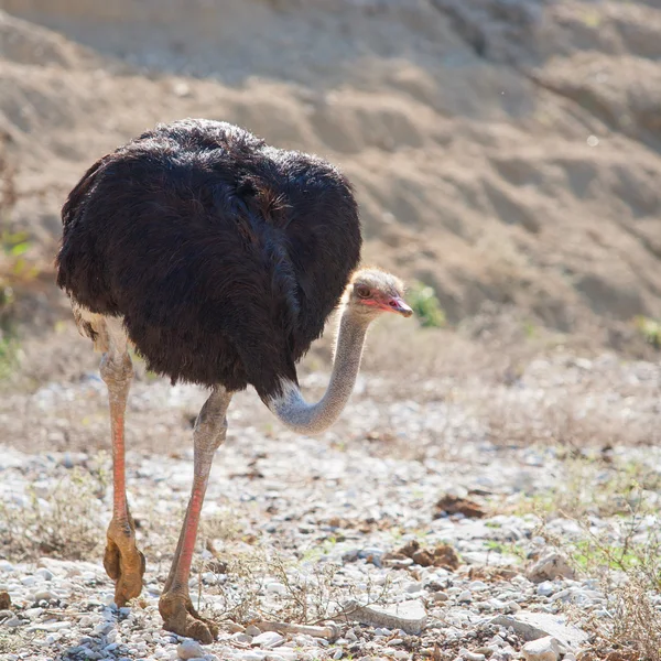 Struts fågel promenader med huvud och hals ner — Stockfoto