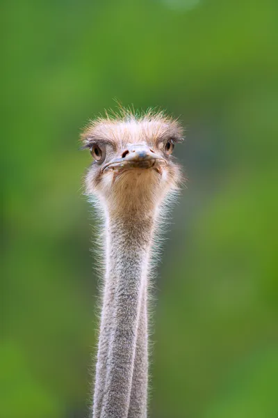 Pájaro avestruz cabeza y cuello retrato frontal — Foto de Stock
