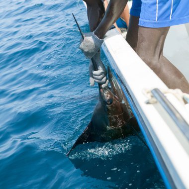 bill holding billfish sportfishing yelken balıkları yakalamak