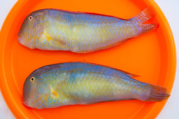 Vis xyrichthys novacula een afkorting voor raor parelwitte razorfish — Stockfoto