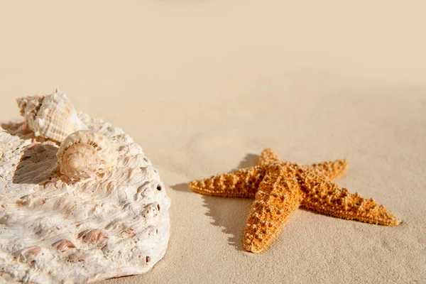 Estrella de mar y conchas marinas en la playa de arena blanca — Foto de Stock