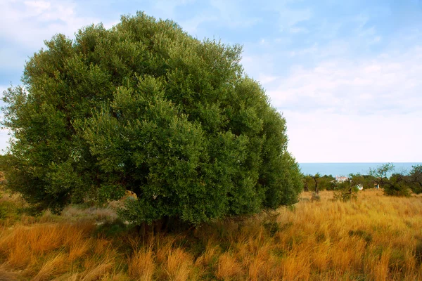 Sierra de IRTA castellon ili Deniz Manzaralı — Stok fotoğraf