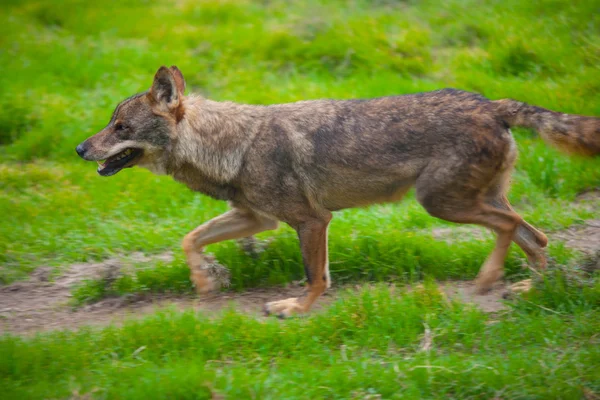 Wolf från Spanien kör rörelseoskärpa — Stockfoto