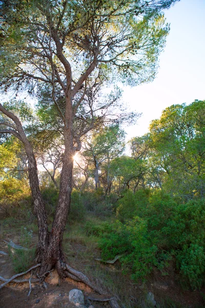 Forêt de pins Calderona Sierra à Serra Naquera de Valence — Photo