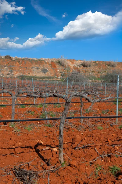 Vintern bladlösa vingård fält i utiel requena Spanien — Stockfoto