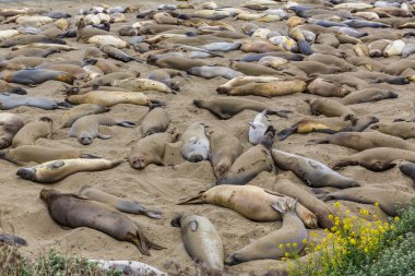 Kaliforniya deniz aslanlarının piedras blancas big sur gelin.
