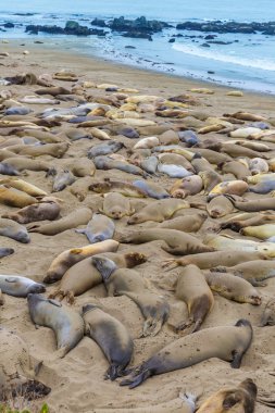 Kaliforniya deniz aslanlarının piedras blancas big sur gelin.