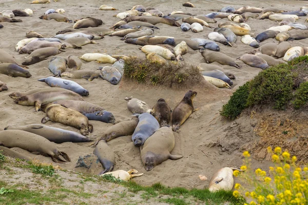 Kalifornien elefantsälar i piedras blancas punkt big sur — Stockfoto