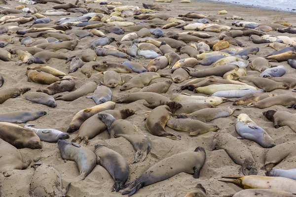 California Elephant Seals in Piedras Blancas point Big Sur — Stock Photo, Image