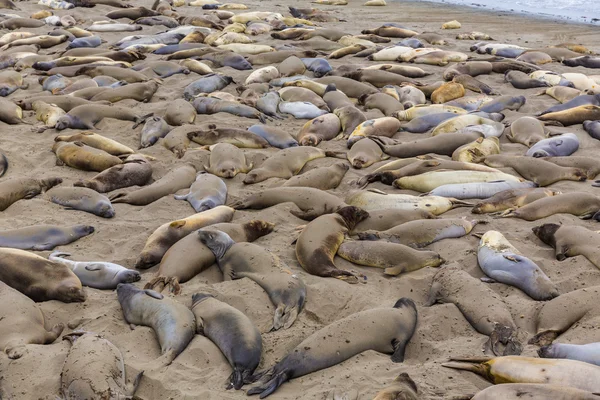 Kalifornien elefantsälar i piedras blancas punkt big sur — Stockfoto