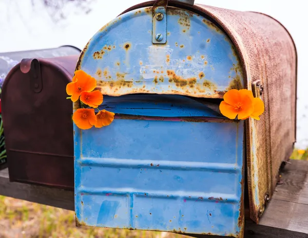 California poppy grunge postvakken langs pacific highway route 1 — Stockfoto