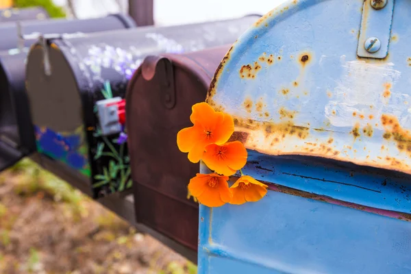 California poppy grunge postvakken langs pacific highway route 1 — Stockfoto