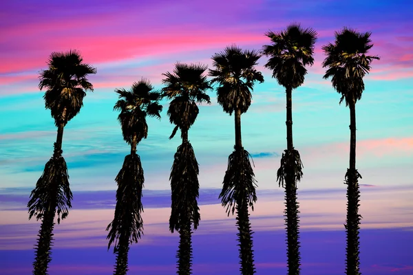 California sunset palm trees washingtonia western coast — Stock Photo, Image