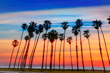 California sunset Palm tree rows in Santa Barbara clipart